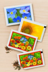 forget-met-not_mini-sunflower_flower mix8